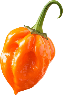 Orange habanero pepper